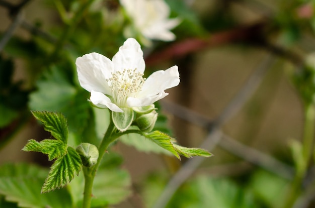 Flores de frambuesa en el monte