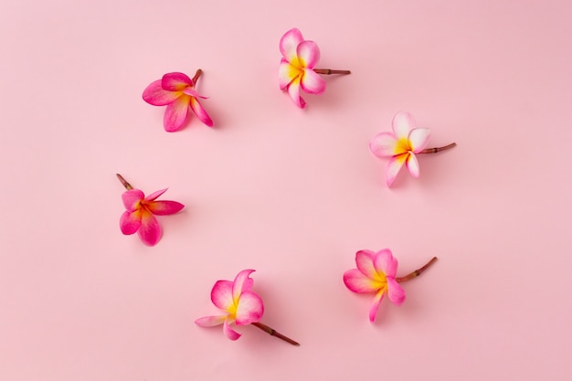 Flores de Frangipani aisladas en rosa