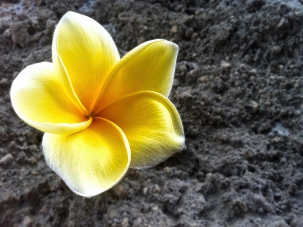 Flores frangipani amarillas sobre fondo de suelo de asfalto