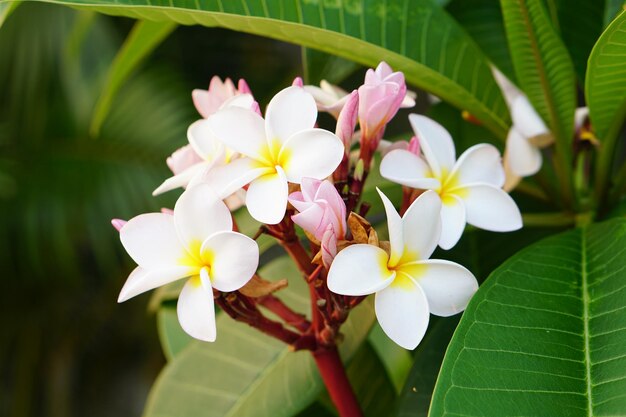 flores frangipani blancas en el parque