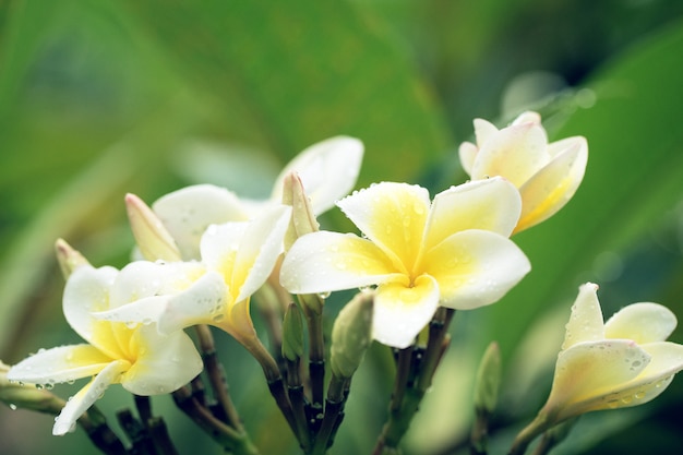 Flores frangipani blanco con gotas de agua