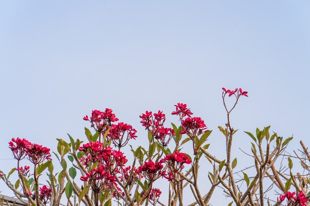 Flores de Frangipani contra el cielo azul