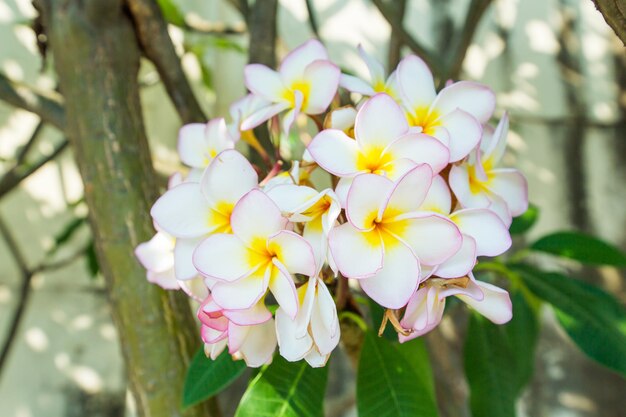 Flores de frangipani en el enfoque del árbol selectivo