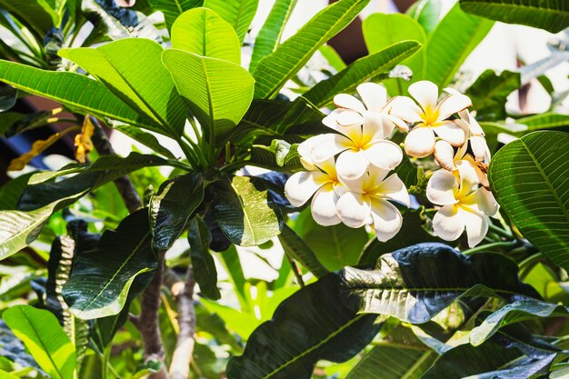 Flores de frangipani para el fondo sobre fondo verde borroso aromaterapia y concepto de vacaciones
