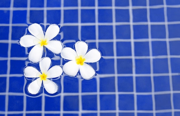 Flores de Frangipani en la piscina. Vista superior