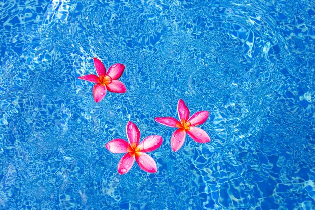 Flores de Frangipani en la piscina