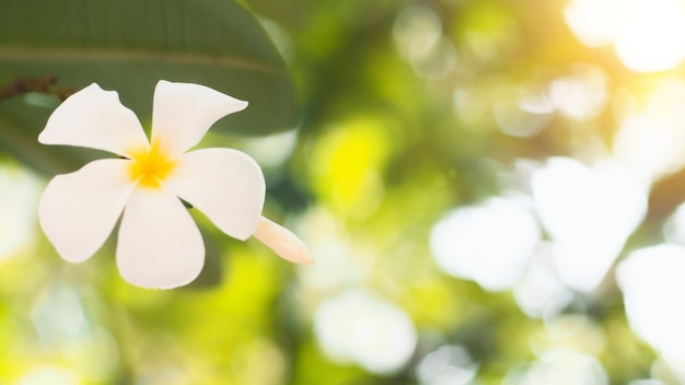 flores frangipani Plumeria