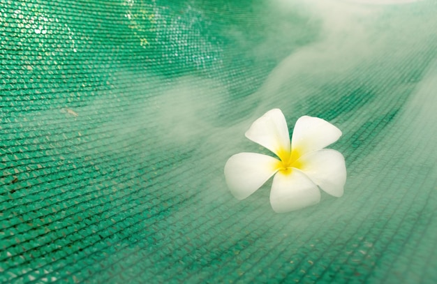 Foto flores frangipani en la red verde para protección contra insectos y humo blanco.