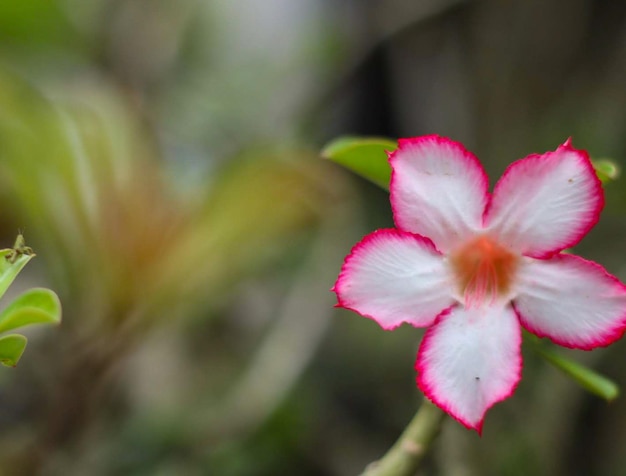 las flores frangipani son las flores rojas y blancas