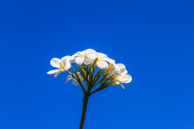 Flores de Frangipani