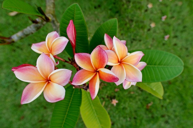 Foto flores frangipani