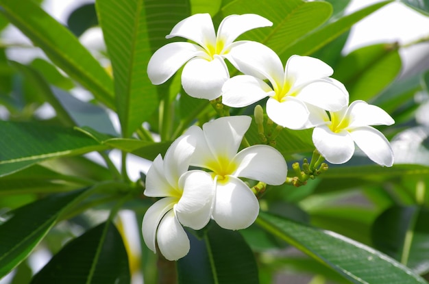 flores frangipani