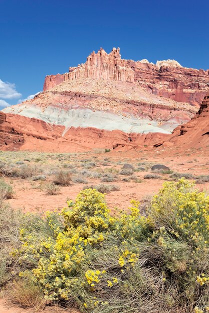 Flores en frente del castillo en el Parque Nacional Capitol Reef, Utah