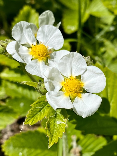 Flores de fresa nombre latino Fragaria vesca