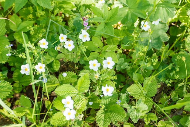 Flores de fresa silvestre en el bosque