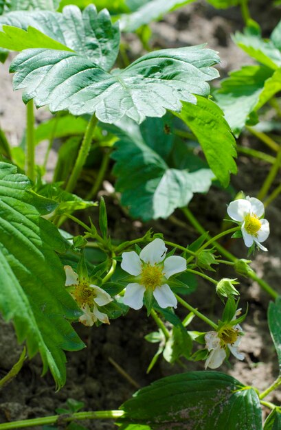 Flores de fresas tempranas en el jardín.