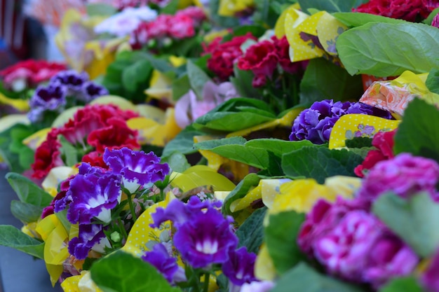 Flores frescas a florescer no jardim