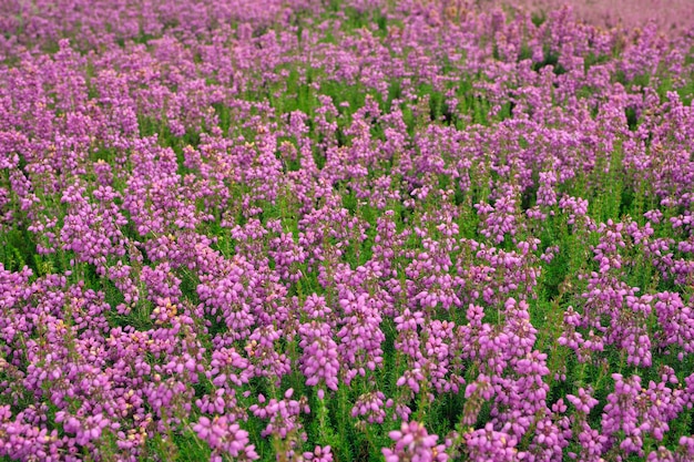 Flores frescas de brezo de cerca como vista superior de fondo