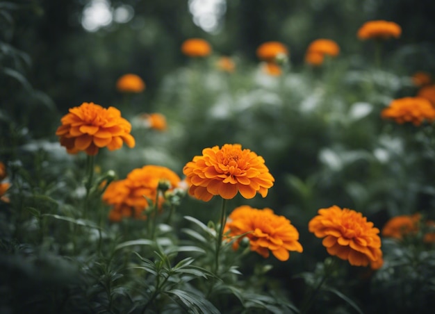 Las flores frescas de la caléndula