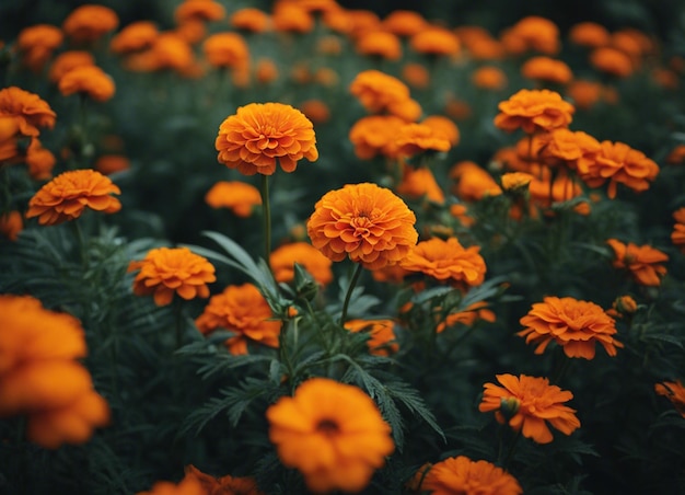 Las flores frescas de la caléndula