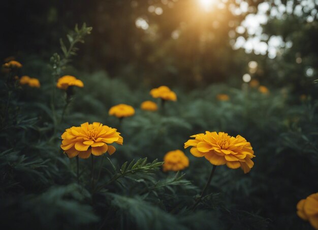 Foto las flores frescas de la caléndula