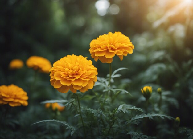 Foto las flores frescas de la caléndula