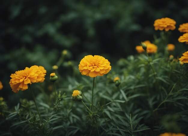 Foto las flores frescas de la caléndula