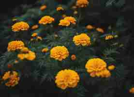 Foto las flores frescas de la caléndula