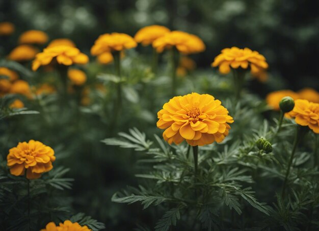 Foto las flores frescas de la caléndula