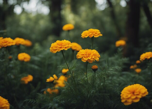 Foto las flores frescas de la caléndula