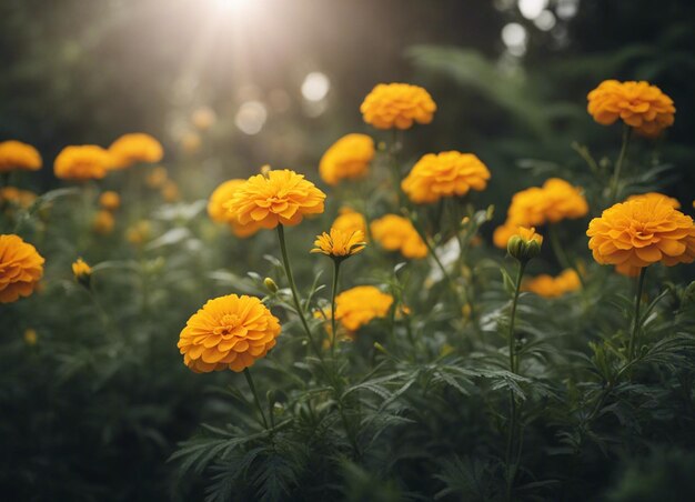 Foto las flores frescas de la caléndula