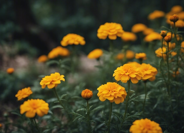 Foto las flores frescas de la caléndula