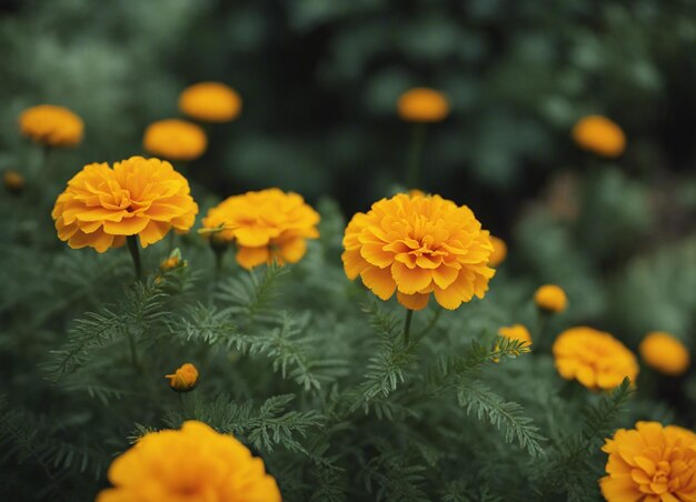 Foto las flores frescas de la caléndula