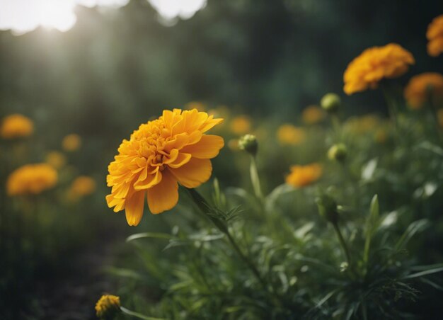 Foto las flores frescas de la caléndula