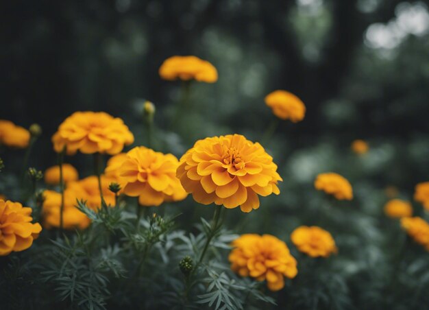 Foto las flores frescas de la caléndula