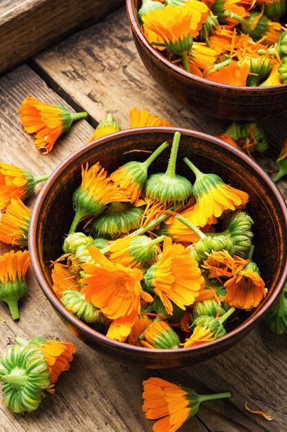 Flores frescas de calêndula em fitoterapia. Marigold, ervas curativas em fundo de madeira rústico.