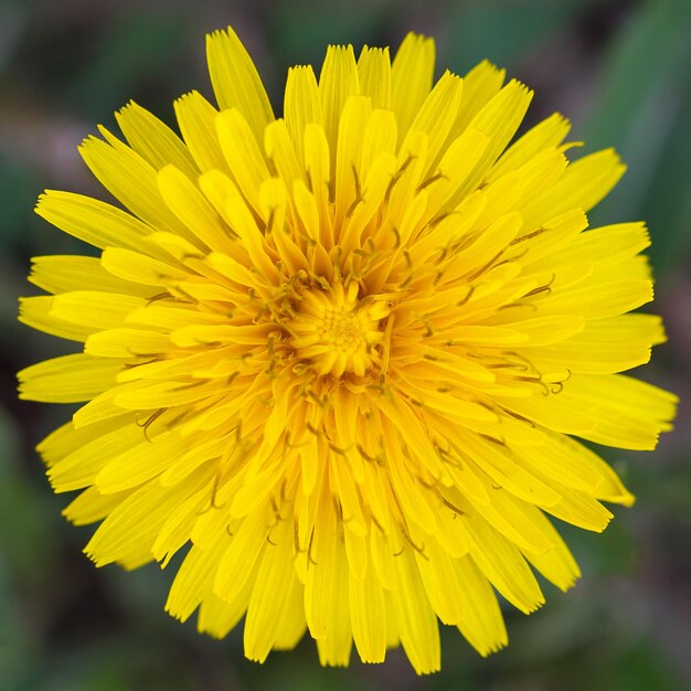 Flores frescas de dente-de-leão