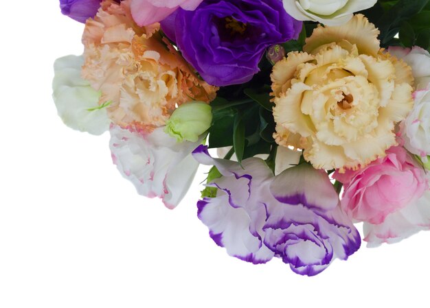 Flores frescas de eustoma brancas e violetas cor-de-rosa isoladas no fundo branco