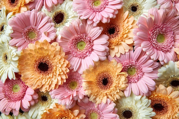 Foto flores frescas de gerbera brilhante. fundo floral como layout para cartões postais para o dia das mães ou 8 de março.