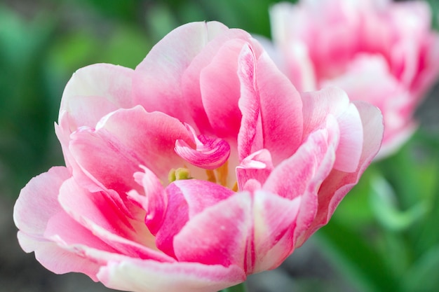 Flores frescas de tulipas cor de rosa coloridas em um foco suave embaçado