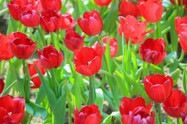 Flores frescas de tulipas vermelhas florescem no jardim