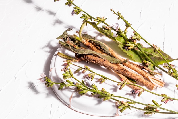 Flores frescas e raízes de chicória em um suporte de cerâmica. Ingredientes naturais para bebidas sem cafeína. Fundo de gesso branco, close up