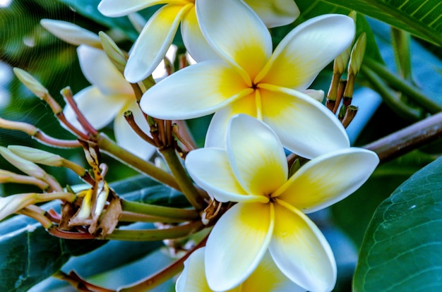 Flores frescas de frangipani en el jardín