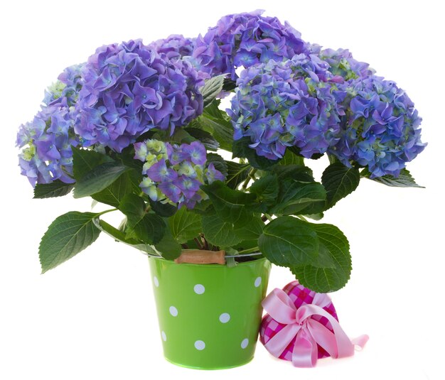 Flores frescas de hortensia azul en maceta verde con caja de regalo aislado sobre fondo blanco.