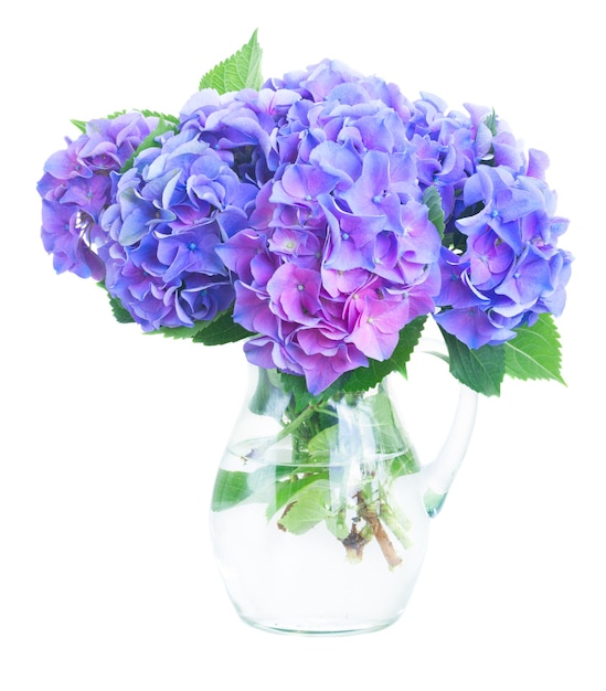 Flores frescas de hortensia azul y violeta en florero de vidrio aislado en blanco