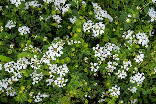 Flores frescas en el jardín