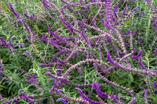 Flores frescas en el jardín