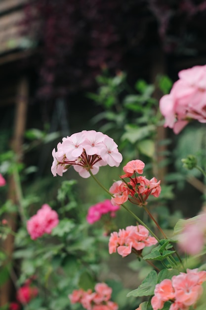 Flores frescas jugosas multicolores en condiciones de invernadero