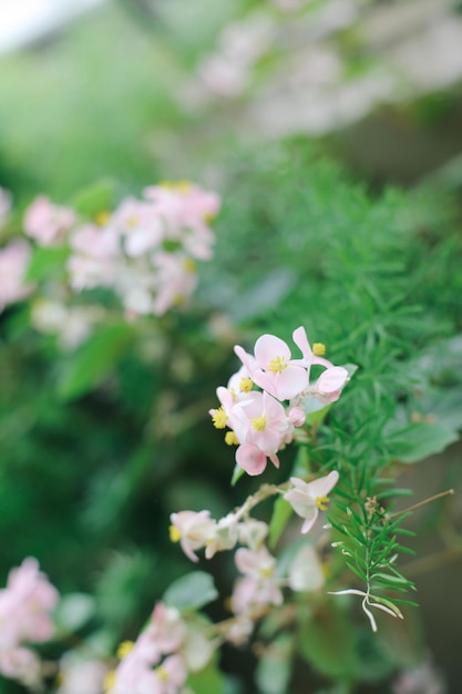 Flores frescas jugosas multicolores en condiciones de invernadero