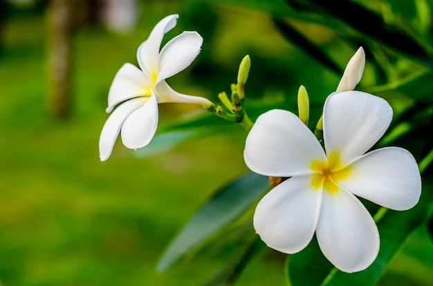 Flores frescas no jardim spa